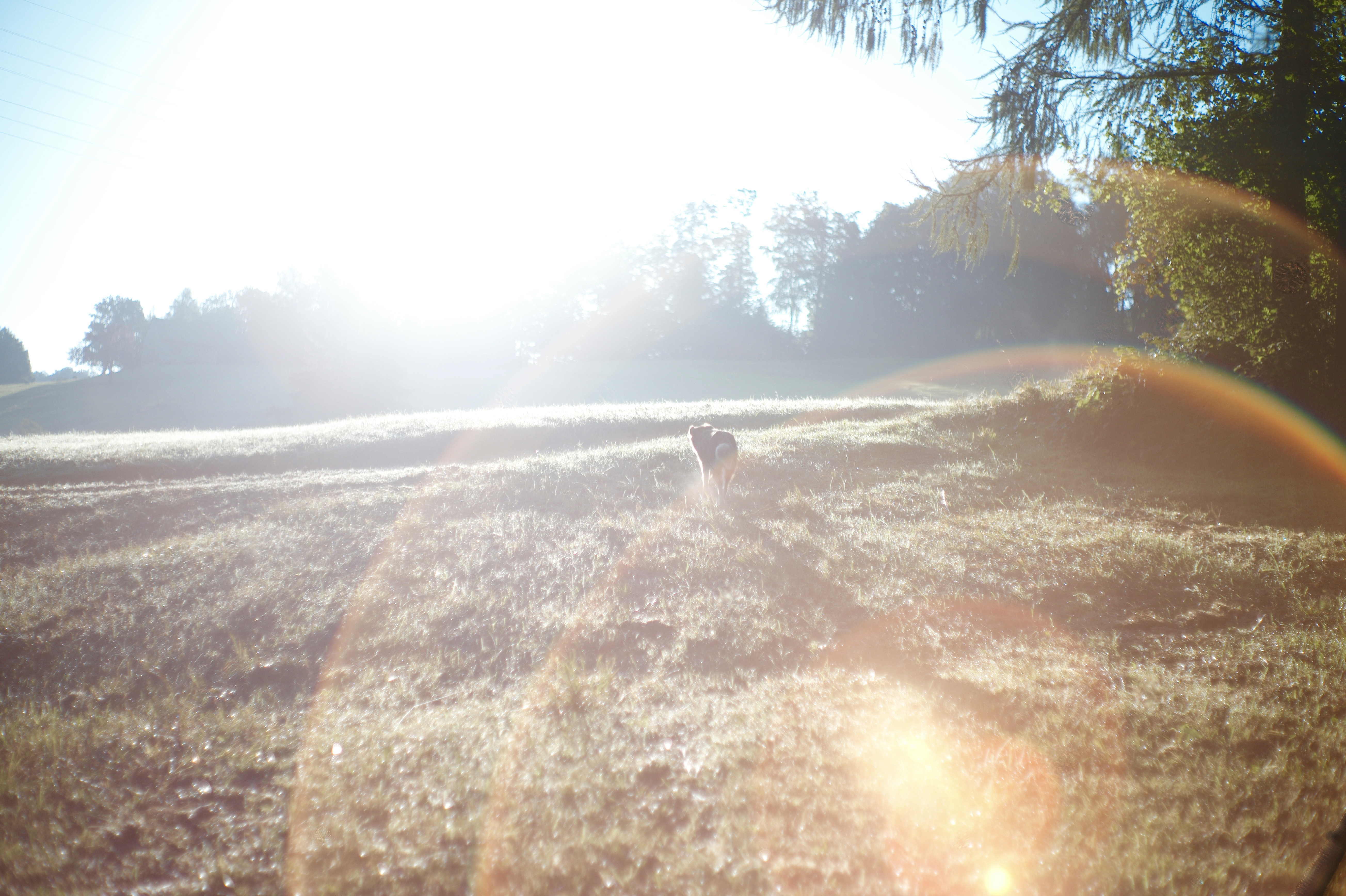 light 6