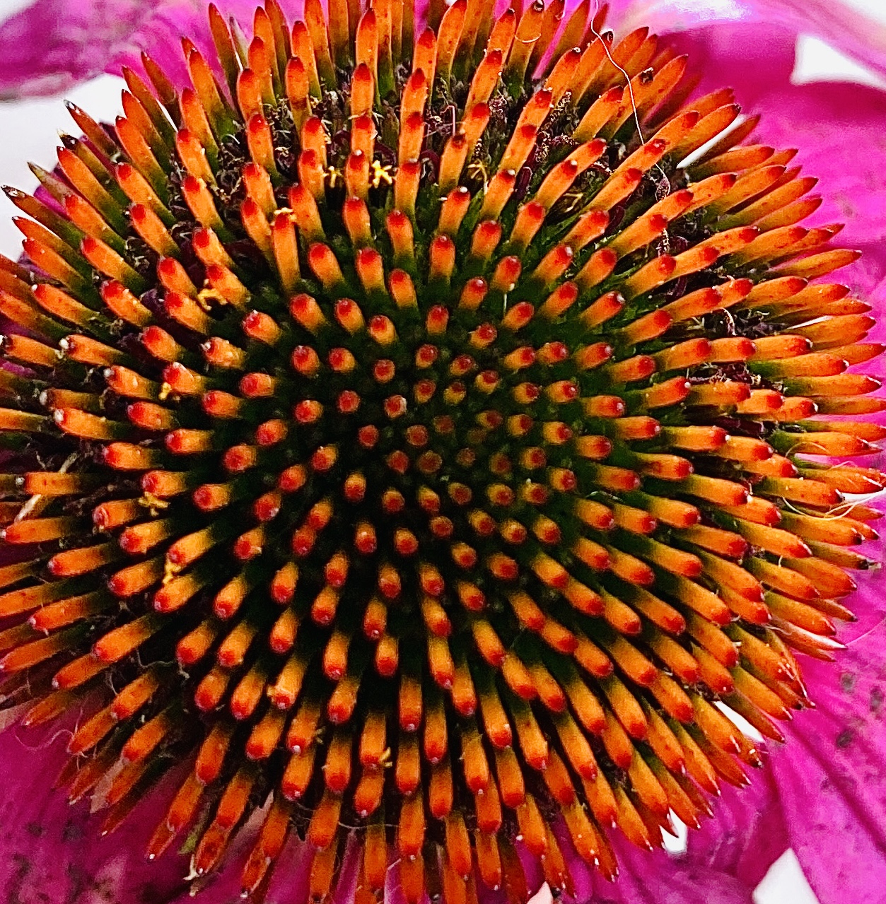 calendula
