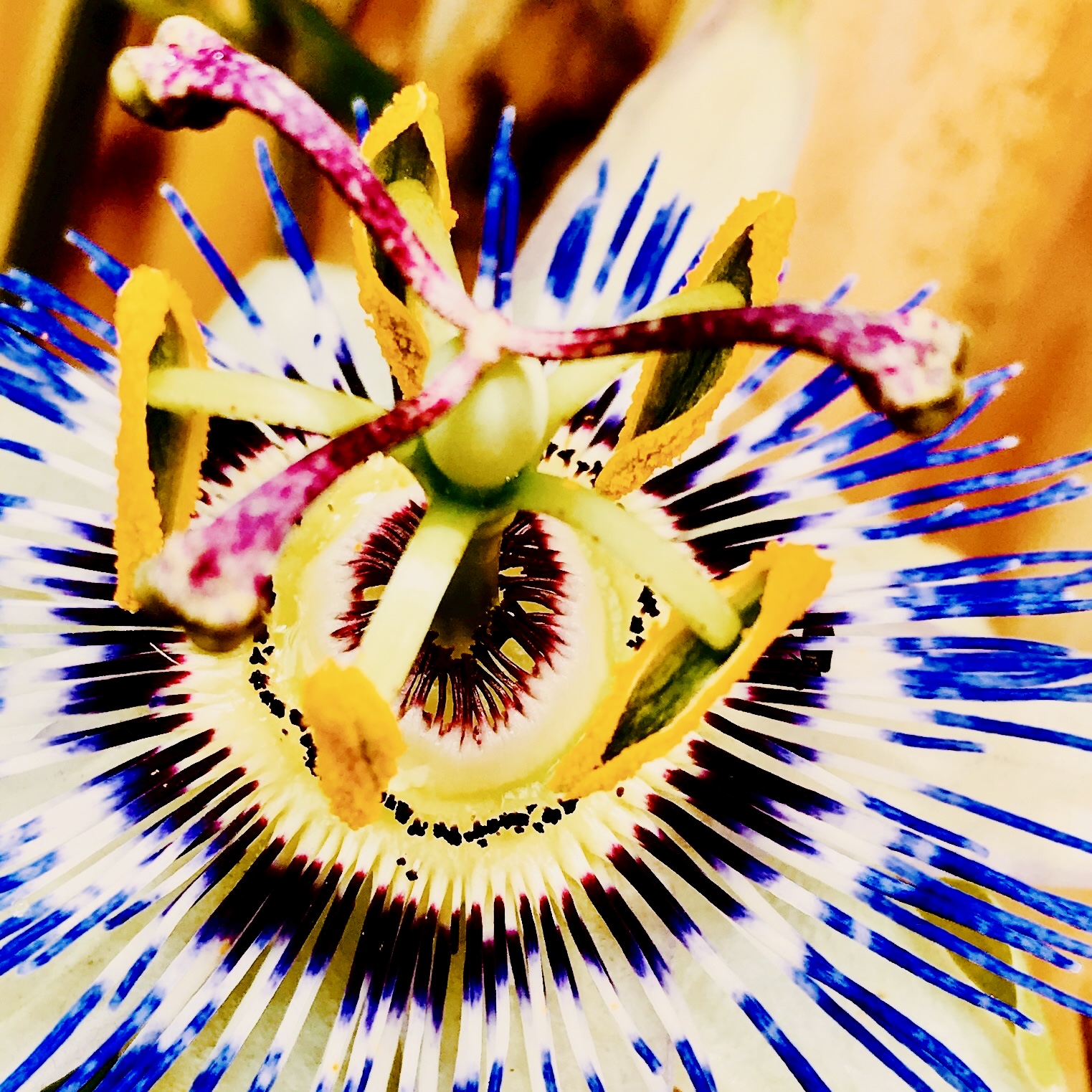 pasiaflora