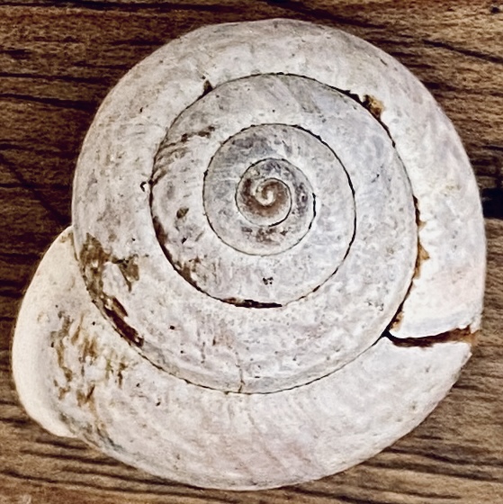 shell