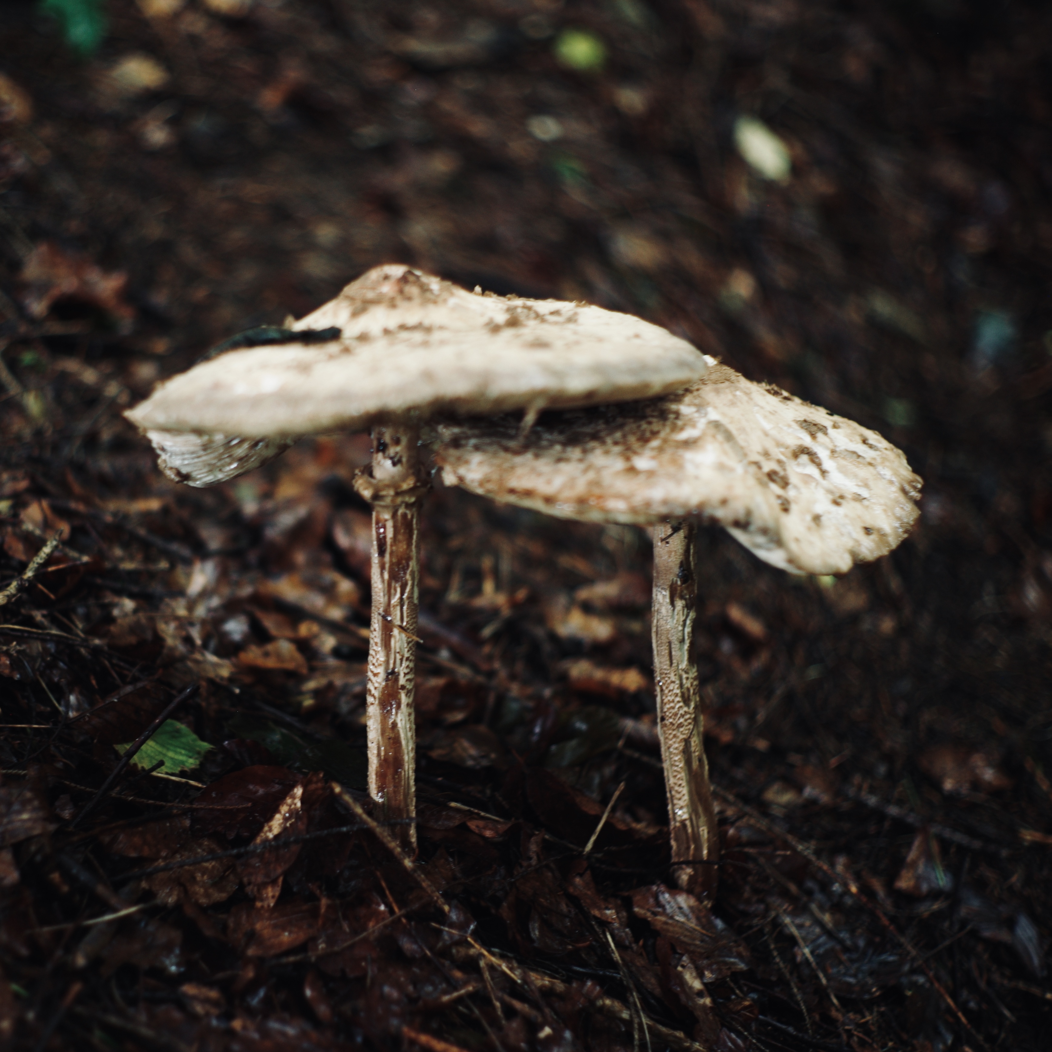 pilz