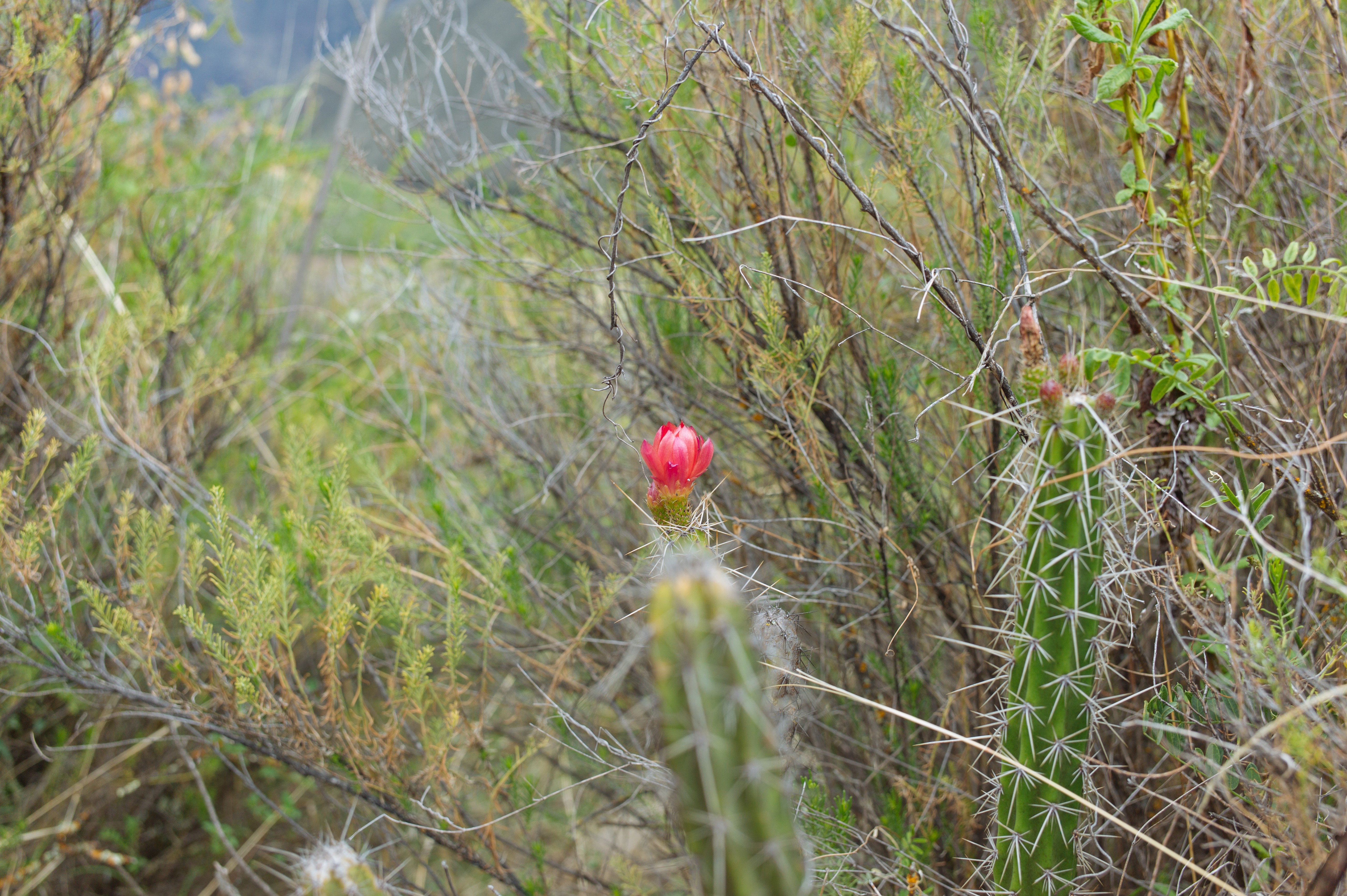vegetalbild 3