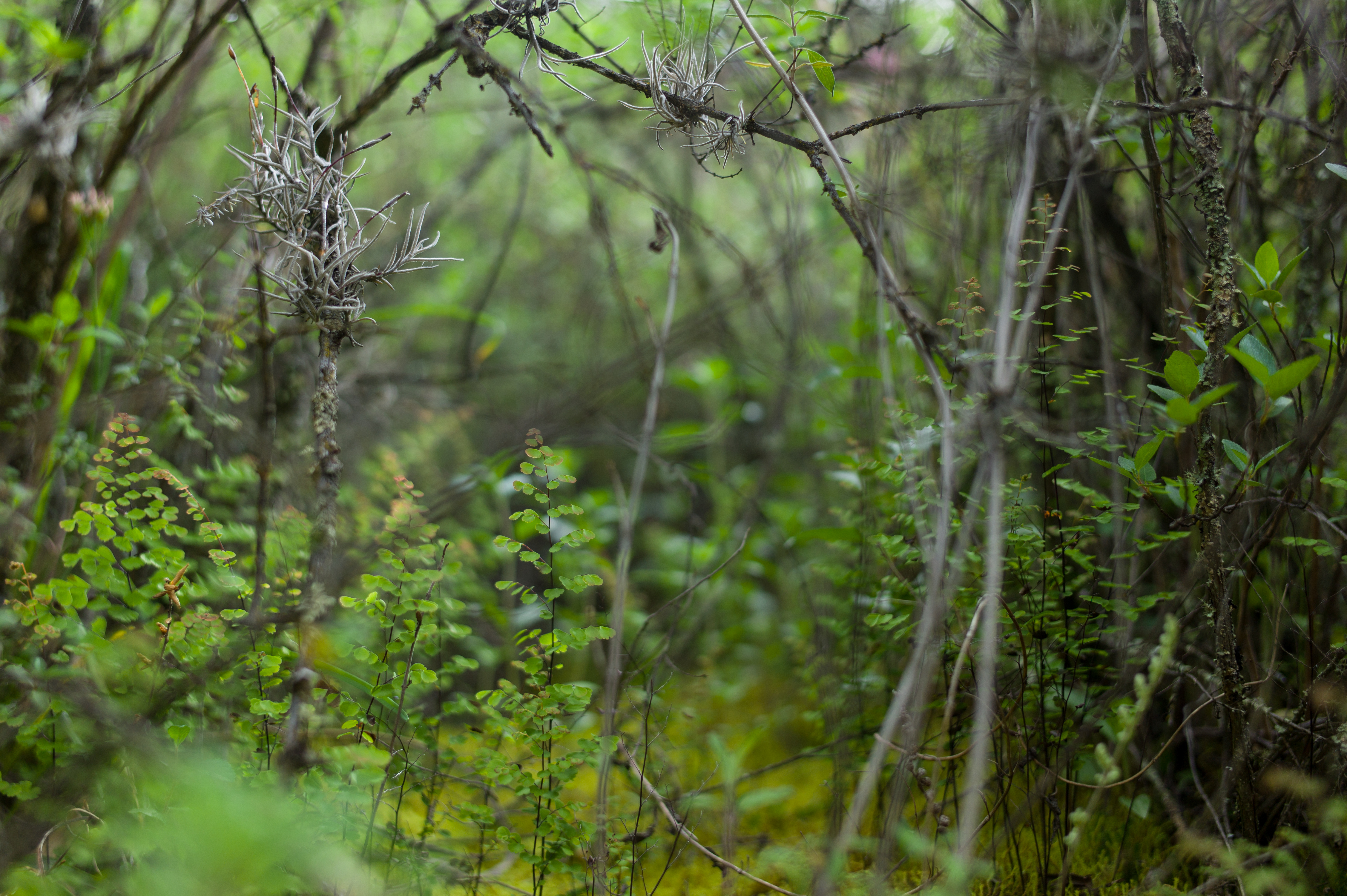 vegetalbild 9